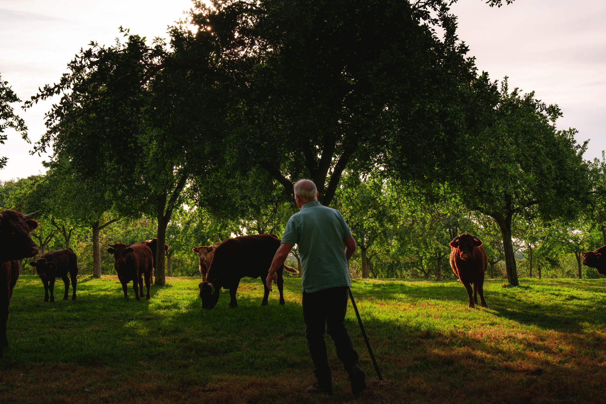 Chapitre 31 - Des influenceurs au milieu des vaches