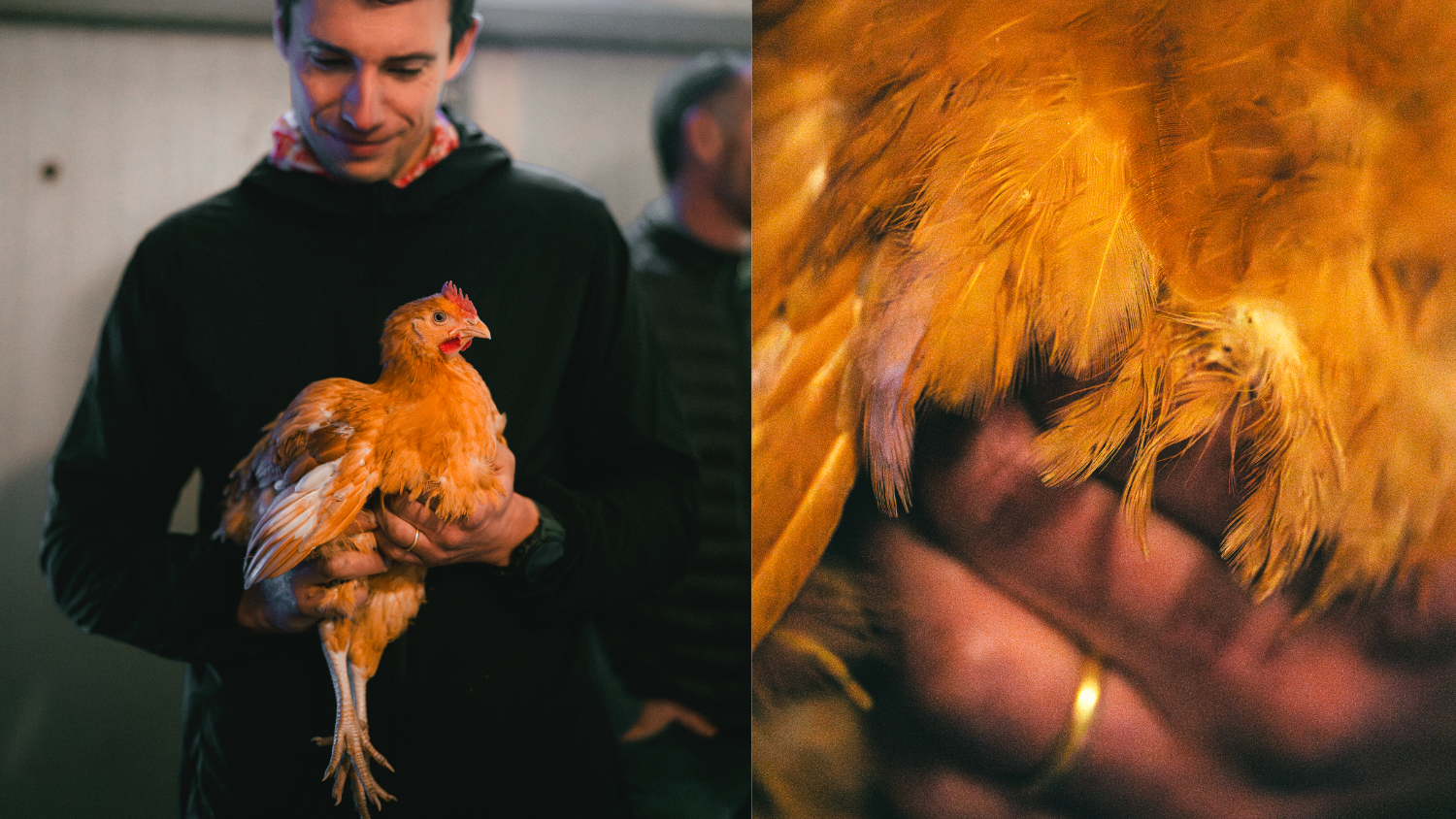 Chapitre 39 - Comment nous réinventons le poulet