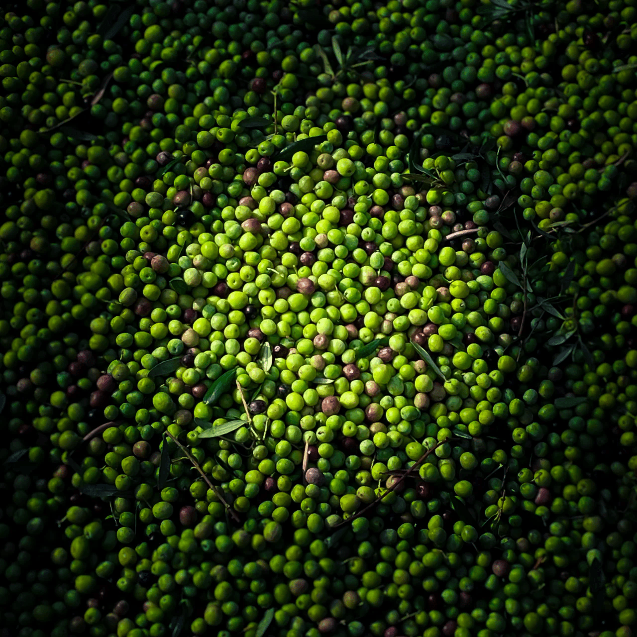 Chapitre 19 - Comment j'ai créé la meilleure huile d'olive au monde - Féroce