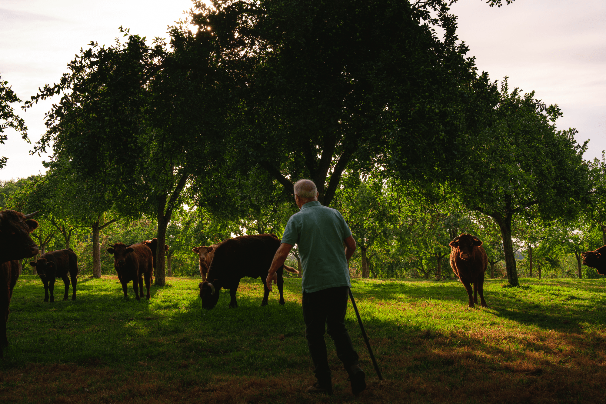 Chapitre 31 - Des influenceurs au milieu des vaches - Féroce
