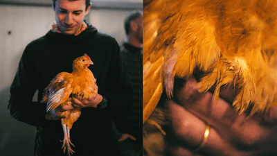 Chapitre 39 - Comment nous réinventons le poulet - Féroce