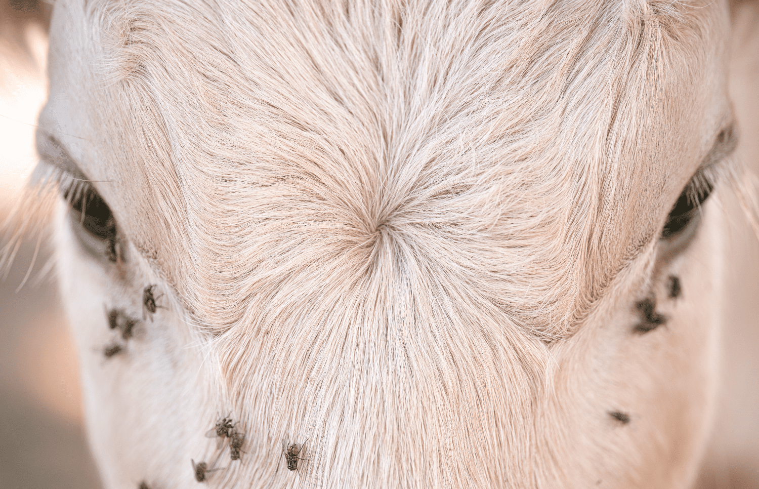 Chapitre 40 - Rétrospective 2025 : une année de densité, de croissance... et de fidélité - Féroce