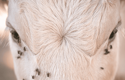 Chapitre 40 - Rétrospective 2025 : une année de densité, de croissance... et de fidélité - Féroce