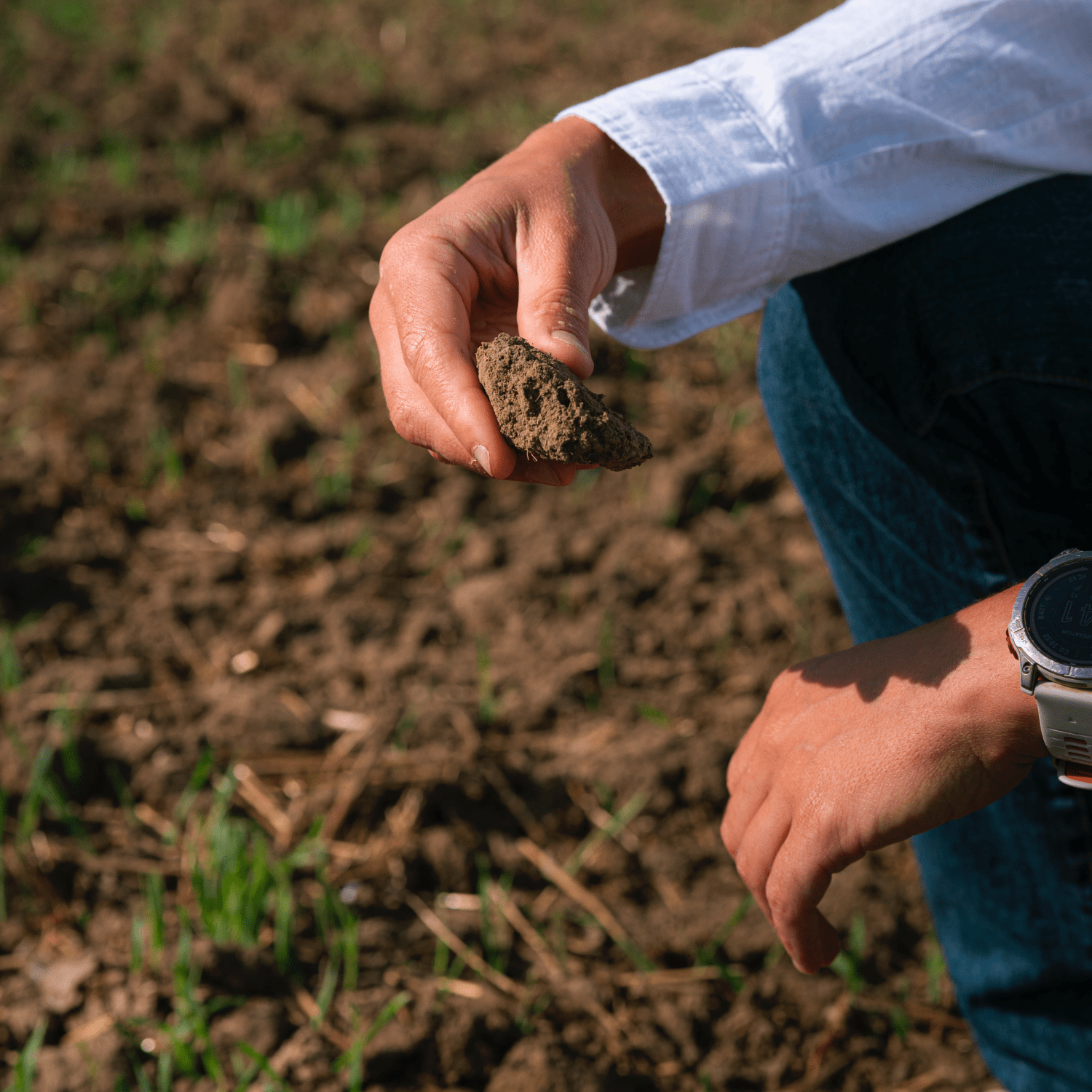 Chapitre 43 - La stratégie du petit poucet - Féroce