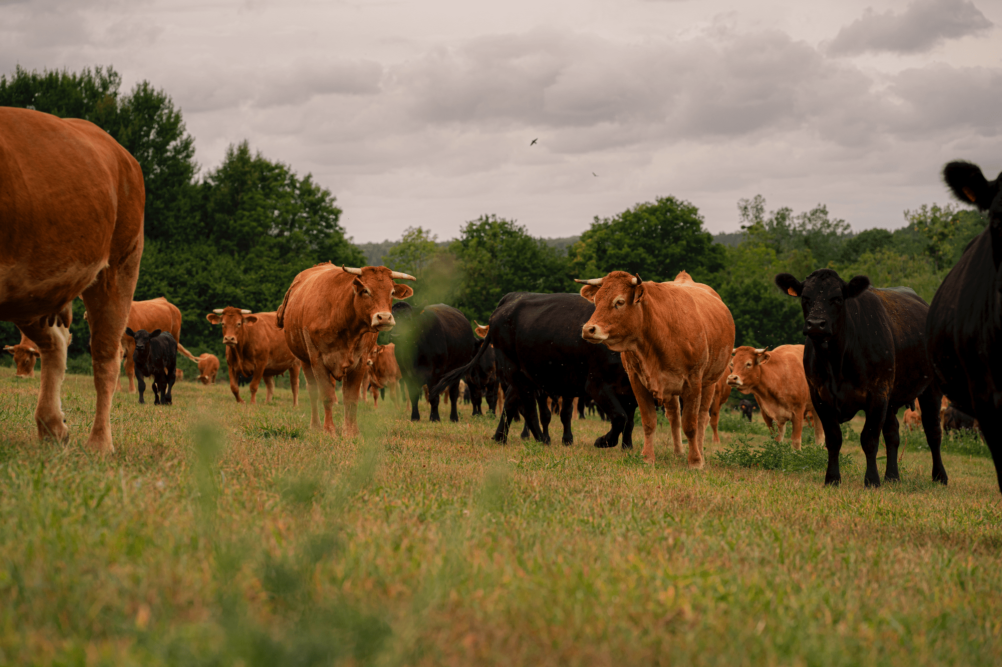Les racines de notre santé - Féroce