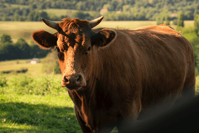 Viande, environnement et ruminants : un débat complexe - Féroce