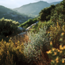 Les Herbes Sauvages - Maquis