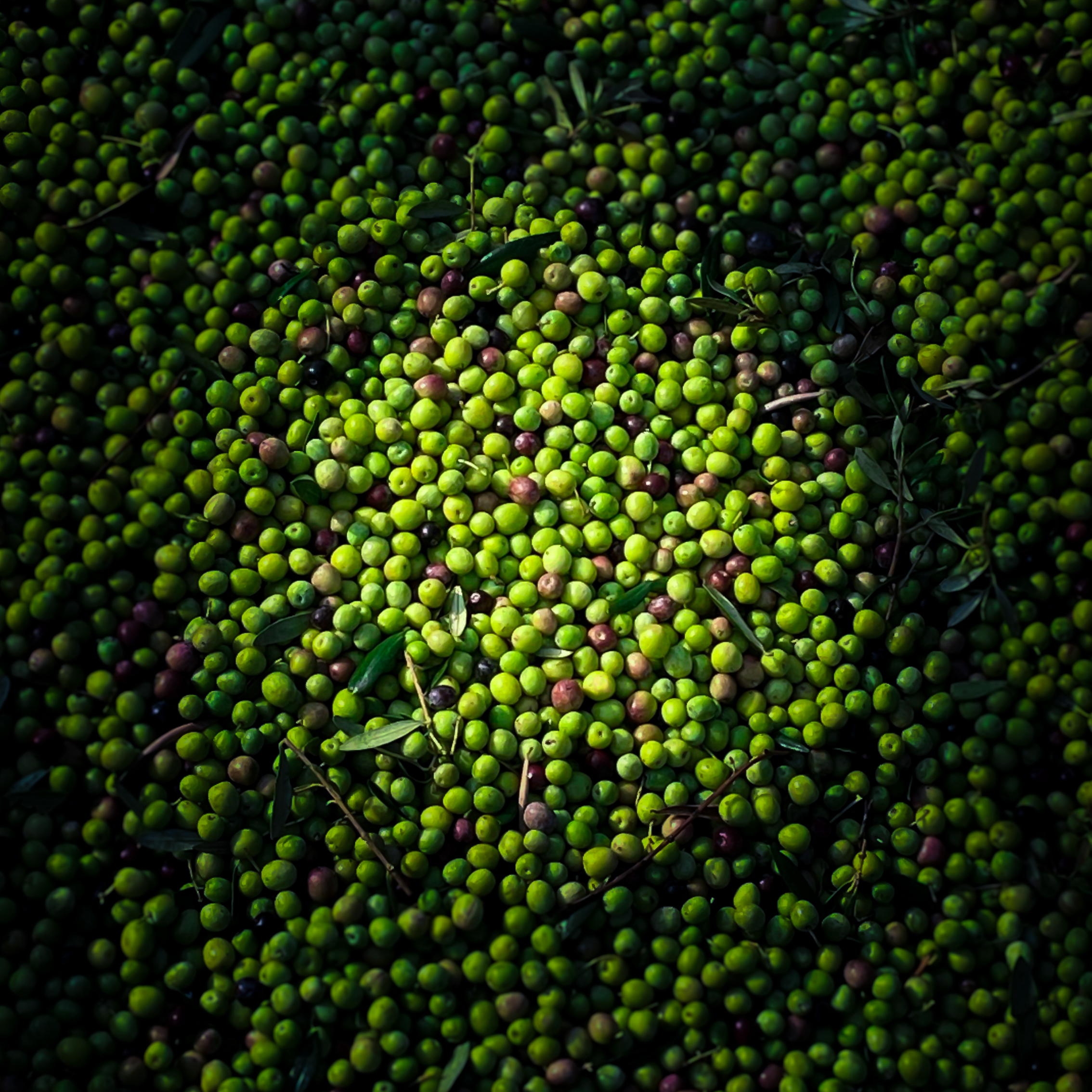 L'EVOO Féroce