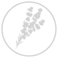 Lavande