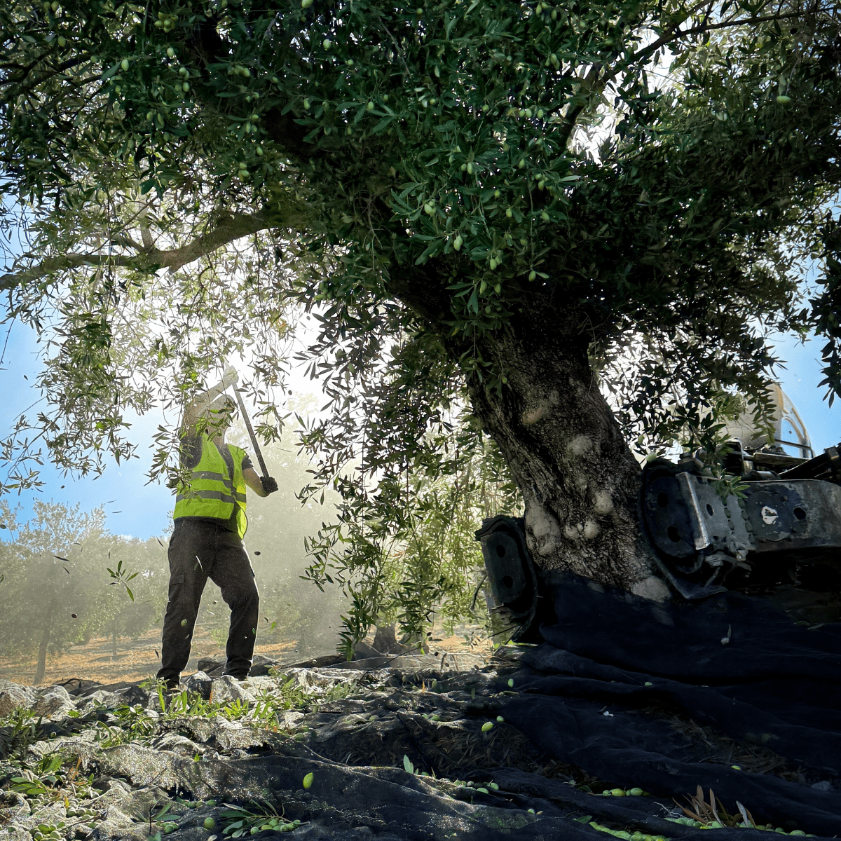 L'EVOO Féroce - Féroce