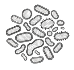 Équilibre du microbiote