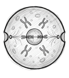 Renouvellement cellulaire