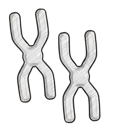 Protection des télomères