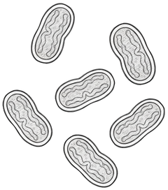 Biogenèse mitochondriale