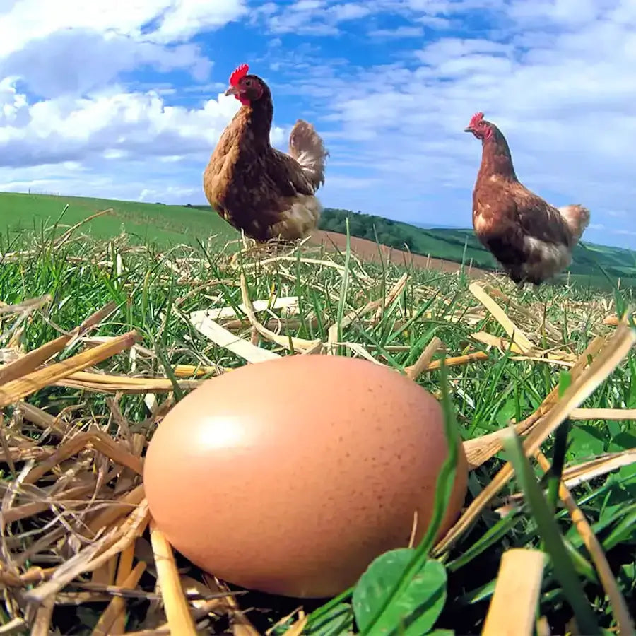 Oeufs de poules élevées en extérieur